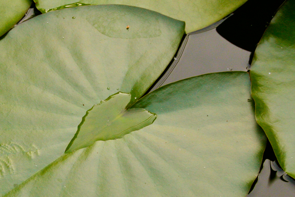 Lelieblad met een waterhart